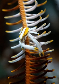 Raja Ampat 2019 - DSC07728_rcc - Babas crinoid squat lobster - Galathee baba des crinoides - Alloogalathea babai